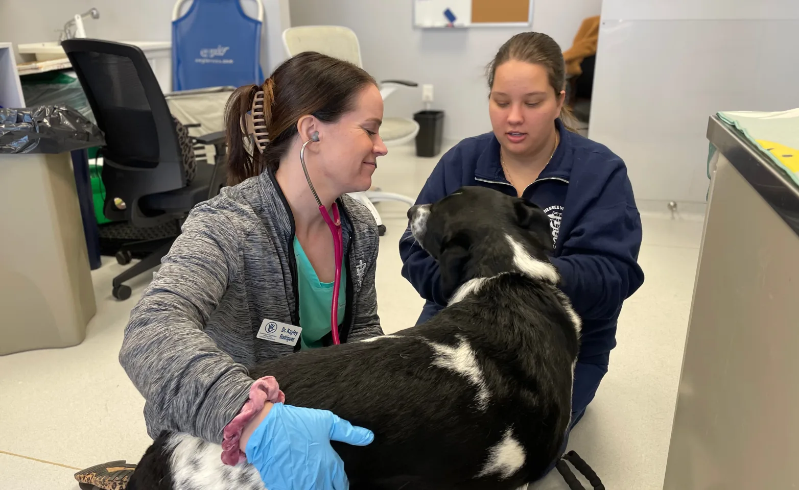 Kayley Rodriguez checking a black and white dog in Urgent Care